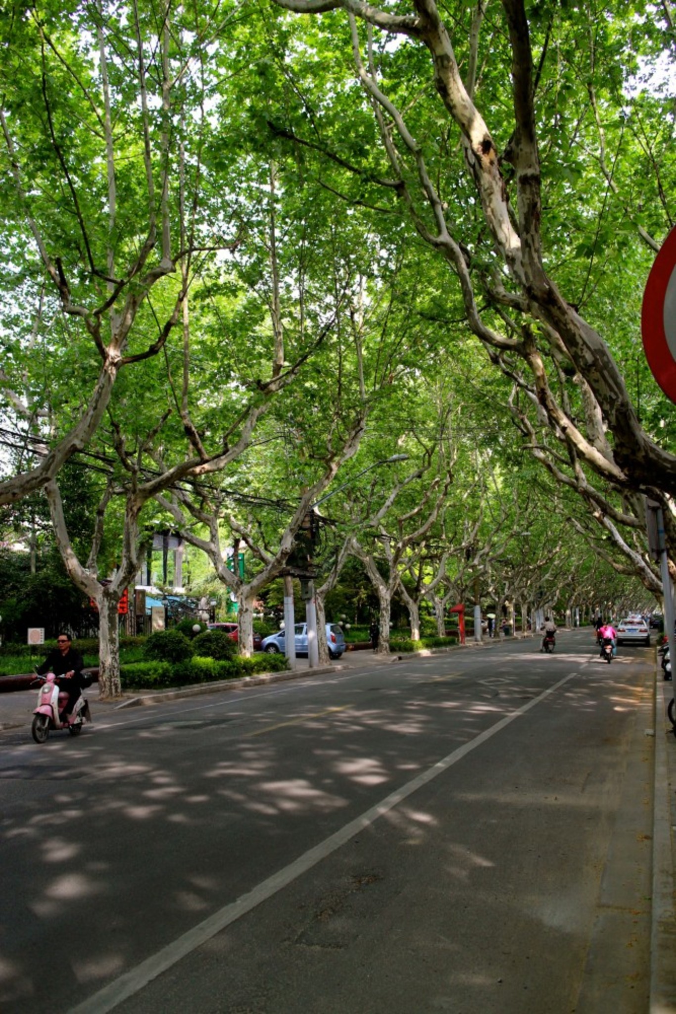 our Street... Isn't it lovely? The French area in Shanghai.. 